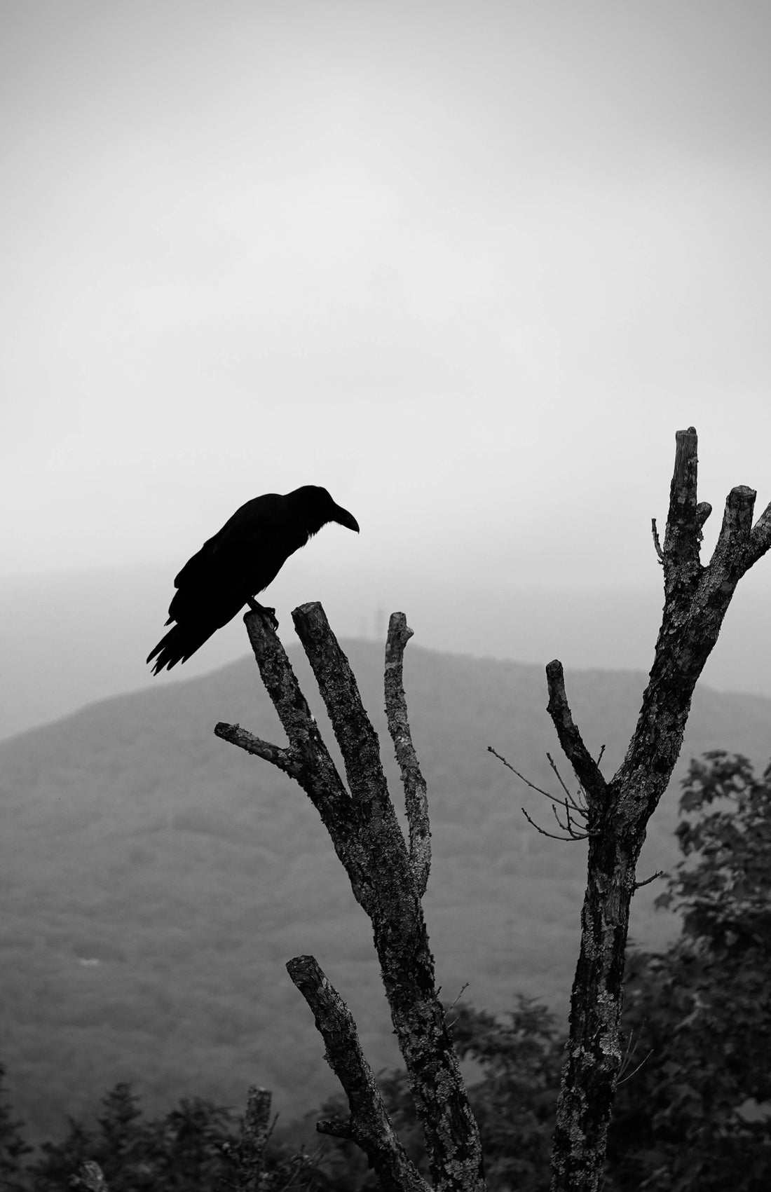 The Nocturnal Cult